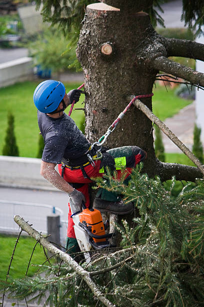 Lawn Renovation and Restoration in Marlton, NJ